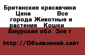 Британские красавчики › Цена ­ 35 000 - Все города Животные и растения » Кошки   . Амурская обл.,Зея г.